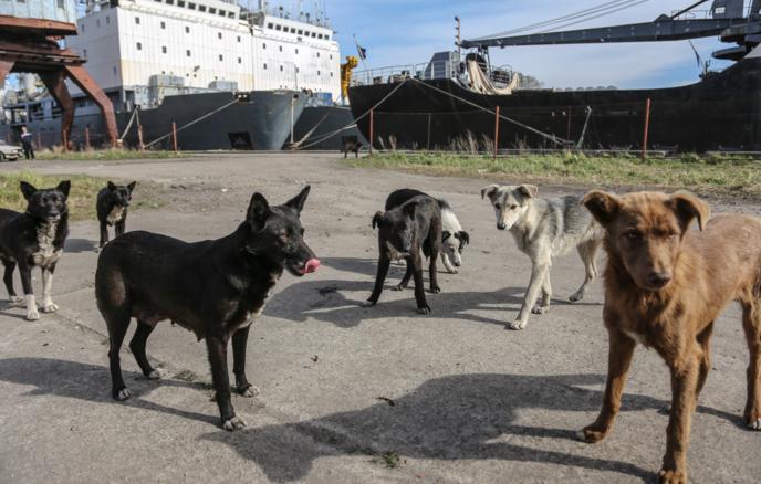 «Думала, что истеку кровью и умру, никто меня не найдёт» - кипрские собаки напали на нашу легкоатлетку прямо во время пробежки
